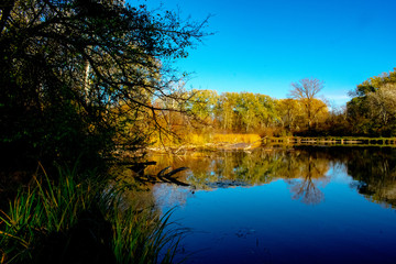 Fototapeta na wymiar reflection of trees in water of a lake near Vienna