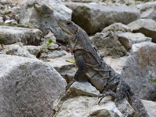 Iguana sitting between rocks in Mexico