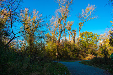 Fototapeta premium Autumn trees in a park