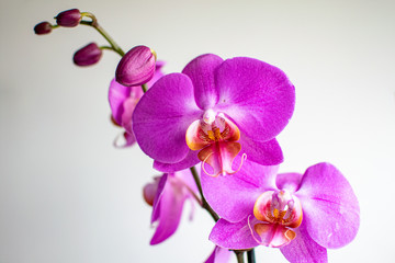 Fototapeta na wymiar a beautiful close up view of blooming pink orchid flowers 