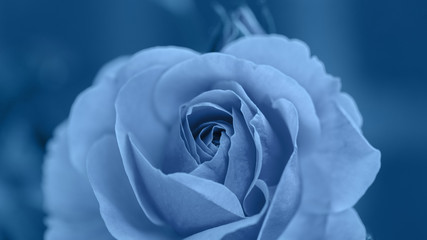Blau getönte Rose. Trendige Pantone-Farbe der Saison Frühjahr-Sommer 2020 © BarTa