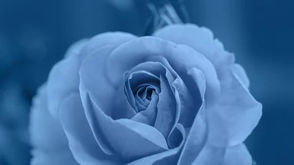 Blau getönte Rose. Trendige Pantone-Farbe der Saison Frühjahr-Sommer 2020 © BarTa
