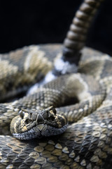 serpiente de cascabel 