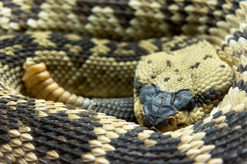 serpiente de cascabel 