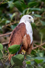 Brahminy Kite on a Branch at Ulsoor Lake