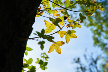 Französischer Ahorn (Acer monspessulanum) mit Herbstfärung in einem Park
