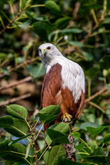 Brahminy Kite on a Branch at Ulsoor Lake