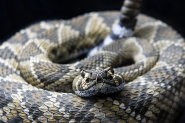 serpiente de cascabel 