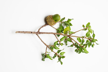 Green acorn on branch and with a bug on it and on a white background.