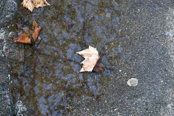 Autumn leaf on the ground with water 
