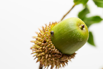 Green acorn with a bug on it and on a white background.