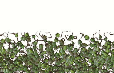 ivy plant leaves
