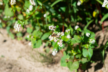 flowering buckwheat field