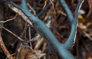 Übereinander liegende Äste im Wald