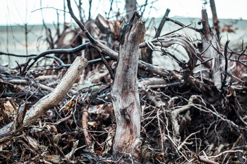 Übereinander liegende Äste im Wald