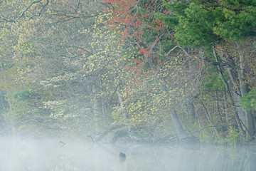 Spring landscape of the shoreline of Hall Lake in fog, Yankee Springs State Park, Michigan