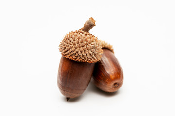 Close up shot two acorns on a white background.