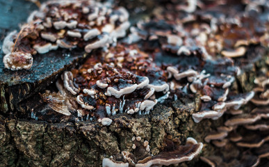 Pilzschichten am Baumstamm im Regen