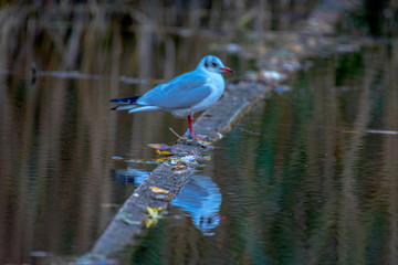 Seagull standing on a trunk in the water with mirror effect on the surface