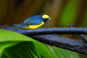 Yellow-crowned Euphonia - Euphonia luteicapilla species of yellow dark blue bird in the Fringillidae family, found in Costa Rica, Nicaragua, Panama