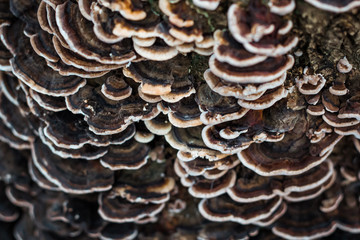 Pilzschichten am Baumstamm im Regen