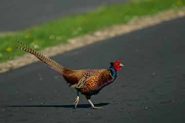 Fototapeta premium Jagdfasan (Phasianus colchicus) Männchen läuft auf Straße, Schleswig-Holstein, Deutschland
