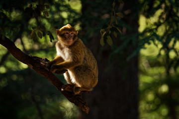 Naklejka na ściany i meble Barbary macaque - Macaca sylvanus also Barbary ape or magot, found in the Atlas Mountains of Algeria and Morocco along with a small population of uncertain origin in Gibraltar