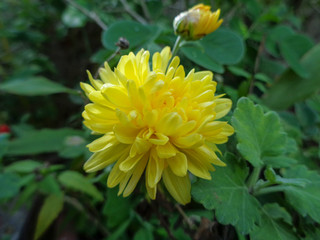 Yellow Flower