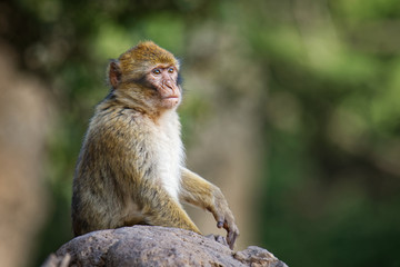 Barbary macaque - Macaca sylvanus also Barbary ape or magot, found in the Atlas Mountains of Algeria and Morocco along with a small population of uncertain origin in Gibraltar