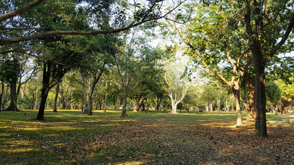 Image of green garden background in the park