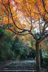 Red yellow leave tree on ladders in autumn  with green forest background , autumn season concept 