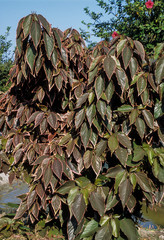 Acalyphe, Acalypha 'Obovata'