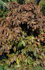 Acalyphe, Acalypha 'Obovata'