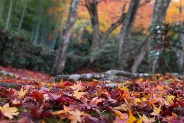 Red autumn leaves fall on ground. Season concept background