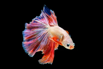 Fotobehang Het ontroerende moment mooi van oranje en blauwe siamese betta vis of fancy betta splendens vechten vis in thailand op zwarte achtergrond. Thailand noemde Pla-kad of halve maan bijtende vis. © Soonthorn