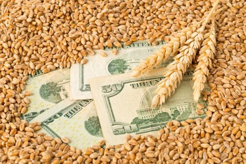 Dollar banknotes covered with heap of wheat kernels with wheat ears - wheat cost or prize concept