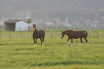 Chevaux dans les près