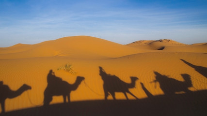 Fototapeta na wymiar camel shadows on desert