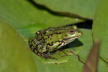 Frosch Seerose