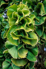 Cancan, Acalypha wilkesiana