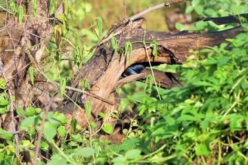 Birds of Tambaram