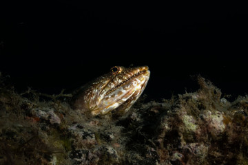 Pez apoyado sobre un arrecife