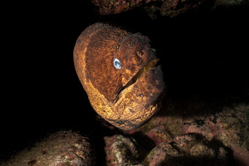 Morena en cueva en el atlantico