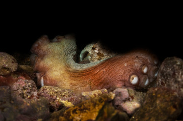 Pulpo bajo el agua escondido en una cueva