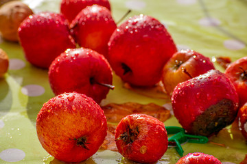 Group of wet red apples