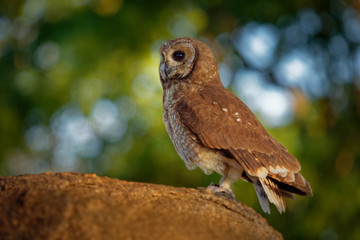 African Wood-Owl - Strix woodfordii typical brown owl from the genus Strix in the family Strigidae...