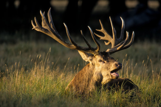 Cerf &eacute;laphe, brame, Cervus elaphus