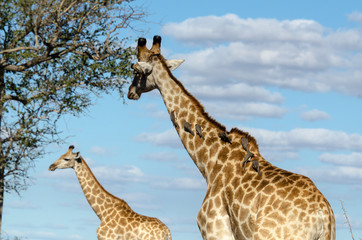 Girafe, Giraffa Camelopardalis, Piqueboeuf à bec rouge,.Buphagus erythrorynchus, Red billed Oxpecker,.Parc national Kruger, Afrique du Sud
