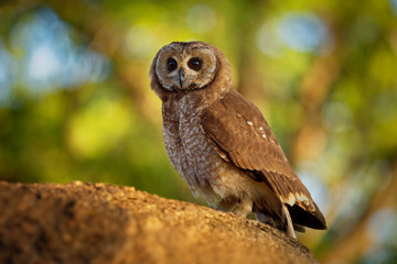 African Wood-Owl - Strix woodfordii typical brown owl from the genus Strix in the family Strigidae which is widespread in sub-Saharan Africa
