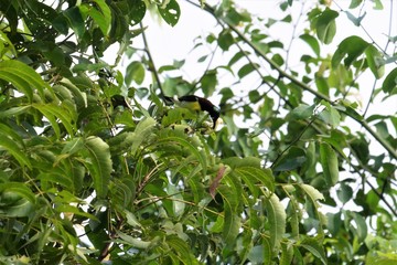 Birds of Tambaram